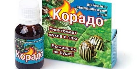 Kako uzgajati corado od koloradske bube